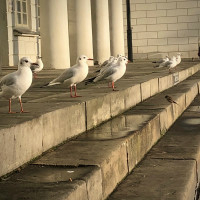 Möwe