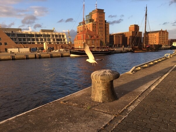 Bild vergr&ouml;&szlig;ern: Möwe am Alten Hafen in Wismar