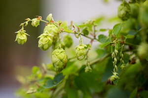 Bild vergr&ouml;&szlig;ern: Braufest im Museum Schabbell, der Hopfen