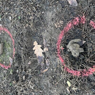 Bild vergr&ouml;&szlig;ern: Hundekot in der Claus-Jesup-Straße