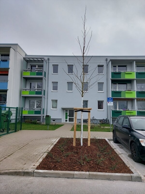 Bild vergr&ouml;&szlig;ern: Neue Bäume am Kagenmarkt