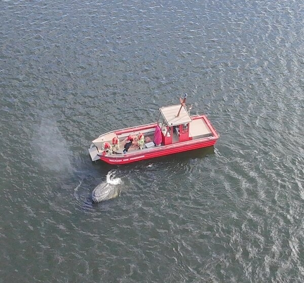 Bild vergr&ouml;&szlig;ern: Wal im Hafenbecken